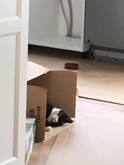 Black-and-white cat sleeping in a box