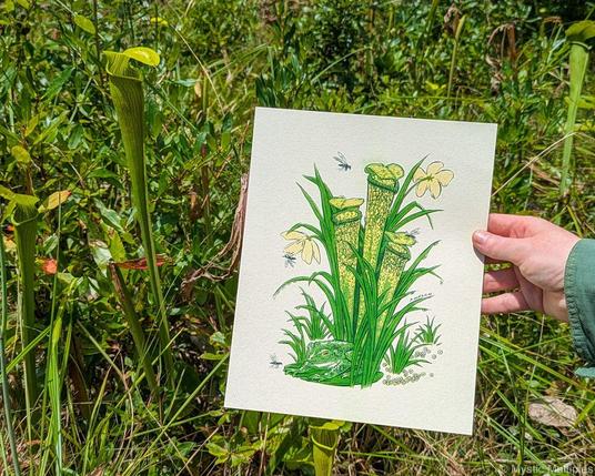 Art print with illustration of pitcher plant and frog held in a hand by some real life pitcher plants