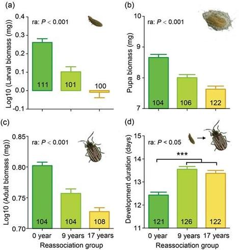 Ophraella communa performance on the invasive plant Ambrosia artemisiifolia from nine populations and three regions with 0–9 and 17-year reassociation history with the specialist beetle O. communa (three reassociation groups) in a common garden experiment.