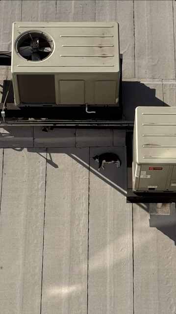 Photo taken from above of a roof with two air conditioners and, a little hidden in shadow, a black and white cat lying down.