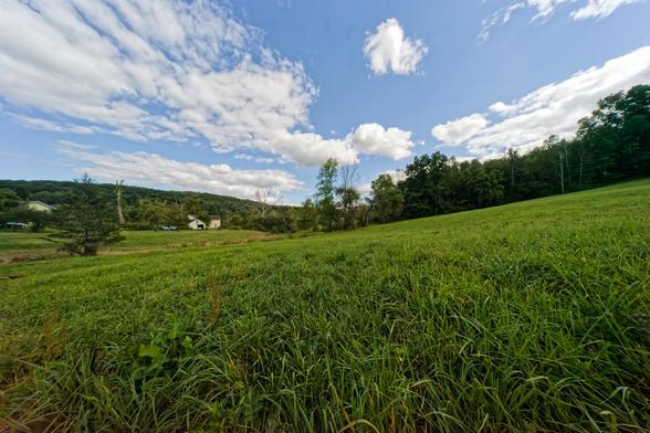 We are very close to a grassy field maybe six inches high which slopes up from the left to the right,  around the center a hedgrerow of mixed trees starts and proceedrs up the hill,  to the right there is a low hill covered with trees and a yellow house a little left of center that looks tiny and working to the left an evergreen tree and just a peek of a second yellow house,  and above an impressive display of white clouds in a blue sky.