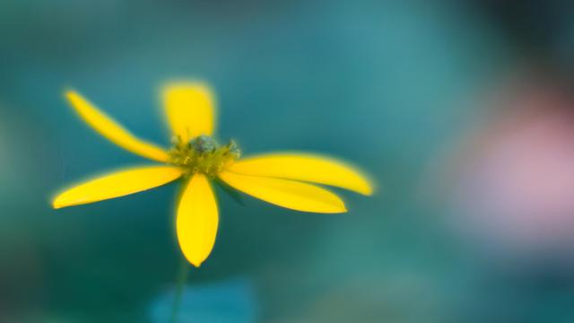 A daisy is centered roughly on the left 1/3 line and seen from the side;  I call it a sloppy daisy becuse this kind of daisy is highly irregular,  this one has 6 petals but has space for 7 so there's a gap between the rightmost petal which curves down and the rear petal which is kinda out of focus and the leftmost petal curves up.  The background is indistinct and has patches of various shades of blueish green and a definite purple splotch at the right.