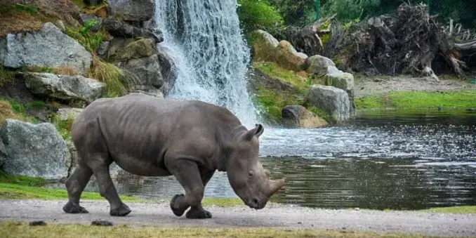 🦁🇩🇪 Wie viele Zoos gibt es in Deutschland? Die Antwort überrascht viele!