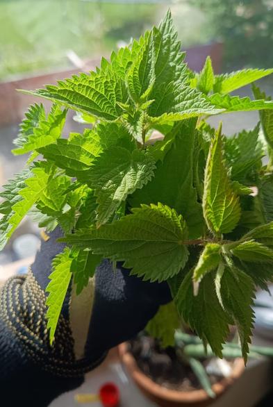 Close-up of bright green, fresh nettle shoots held by a gloved hand indoors, with sunlight highlighting the detailed serrated leaves.