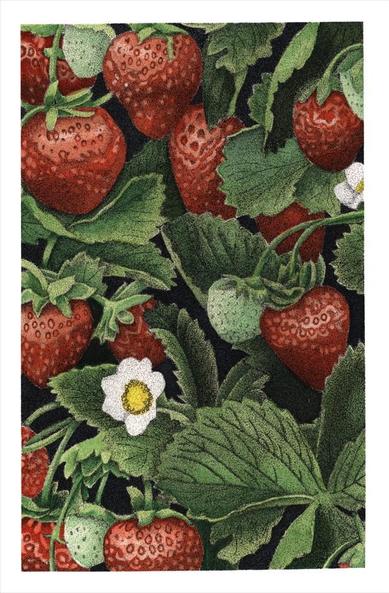 Artwork of strawberries and leaves done in ink and watercolour.