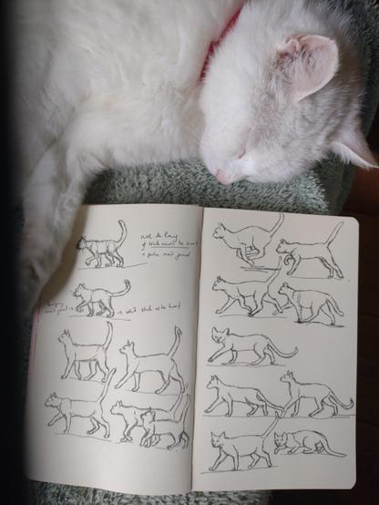 Een witte kat slapend naast een schetsboek vol kattenschetsen.