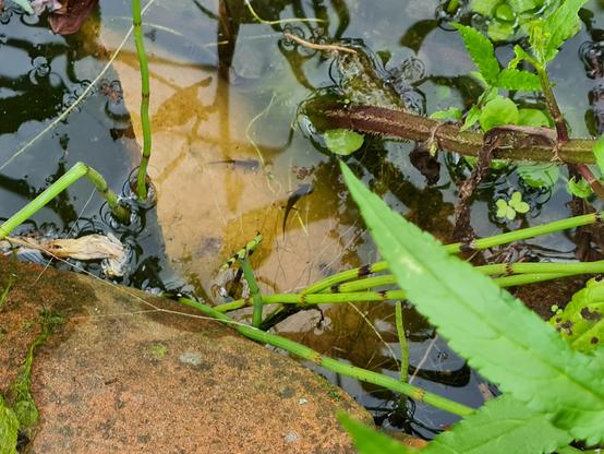 Detail van een vijver met een paar waterplanten en net onder water, zwevend boven een oranje potscherf, twee zwartgekleurde, kleine watersalamanders. Ze hebben al wel pootjes, maar ook nog kieuwen, dus ze zijn nog niet volgroeid. (Dan leven ze namelijk verder op het land.)