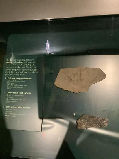 Early vascular plant branches
#Zosterophyllumdeciduum
#Devonian
(417-354 million years ago)
Lohmar-Breidt, Germanv