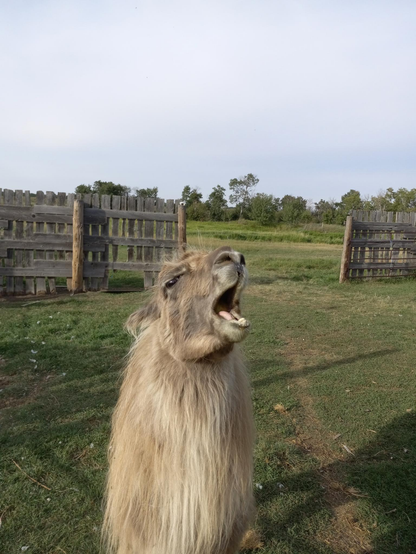 A fuzzy brown llama with his head back and his mouth open, he really looks like he's singing.  He's standing in a grassy field with a tall wooden fence in the background.  The sky above is hazy.