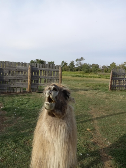 The same llama in a slightly different position, still looks like he's singing