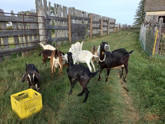 A whole group of goats eating from a pile of apple peels on the ground.  A black goat is trying to eat an apple and has her head back and her mouth open, really looking like she's belting out a song.  They're in a grassy area with a tall wooden fence along the edges.