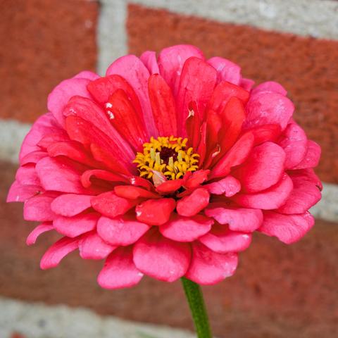 pink flower with maybe six rings of petals surrounding a core with yellow florets held up by a thin green stem with bricks in the background