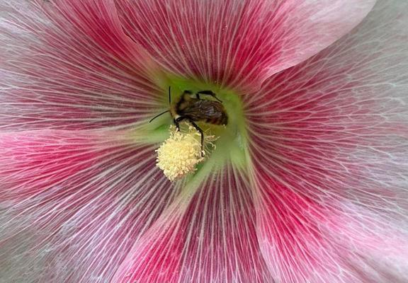 A close up photograph of a small bee gathering pollen inside a pink and white hollyhock flower.
