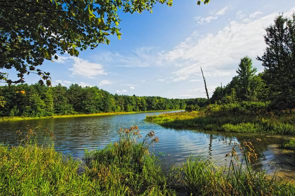 A body of water that looks kidney shaped from this angle with,  at the bottom,  tufts of a grass-like plant on the sore,  and the chocolate-colored water with gentle ripples reflecting the sky,  far above a tree spreading from above the camera,  that extends to the left and is bounded by an island to the right and has trees on the far shore and a complex blue sky with white clouds in front.