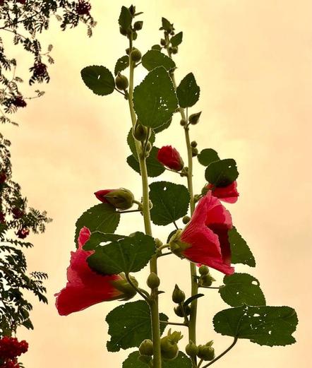 This is a photograph of tall pink hollyhocks with the smoky sky.