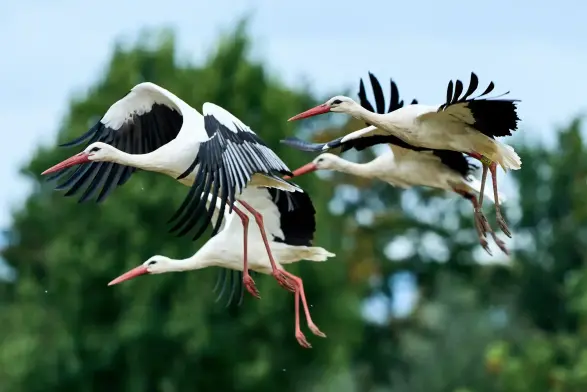 Four storks take off from a field.