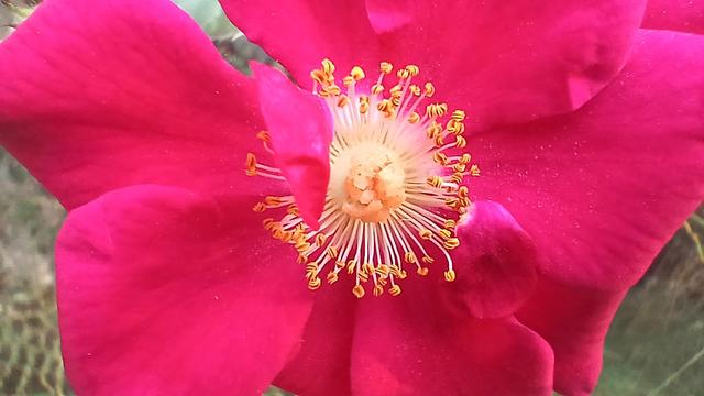 Etamines de fleur rose en gros plan