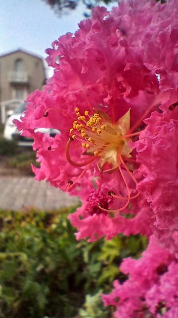 Ensemble de fleurs roses avec gros plan sur les étamines jaunes