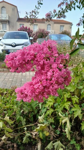 Ensemble de fleurs roses, parking en fond, par beau temps