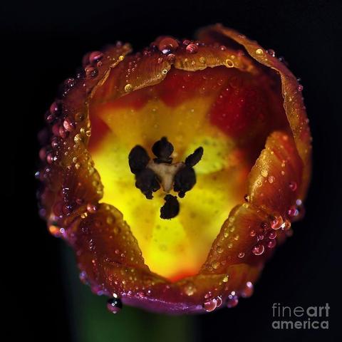 My macro image of a Tulip at night with water droplets lit from behind. I love playing with light.

By Kaye Menner Photography
https://kaye-menner.pixels.com/featured/furnace-in-a-tulip-2-kaye-menner.html

THE FINE ART AMERICA LOGO WILL NOT SHOW ON PURCHASED PRINTS OR PRODUCTS.