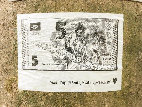 5€, semnopithèque