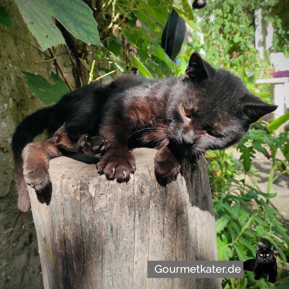 schwarzer Kater auf Holzklotz