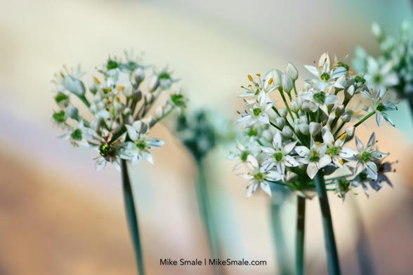 White blossoms with small petals stand gracefully on long green chive stems, set against a softly blurred, foggy background in gentle pastel hues.