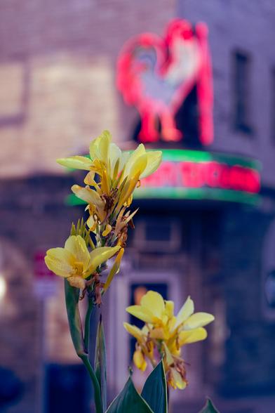 Yellow canna lillies with just a little bit of foliage in focus and behind out of focuis a grey brick building with a neon sign above a door on the corner which has a picture of a rooster outlined in red and with red illegible letters framed with green neon above and below.