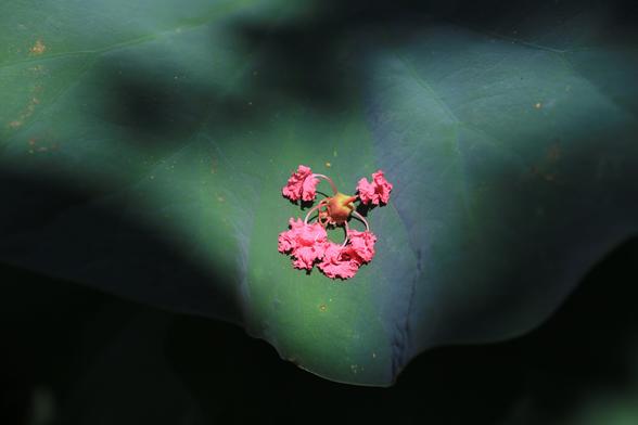Fallen crepe blossoms on a lotus leaf.