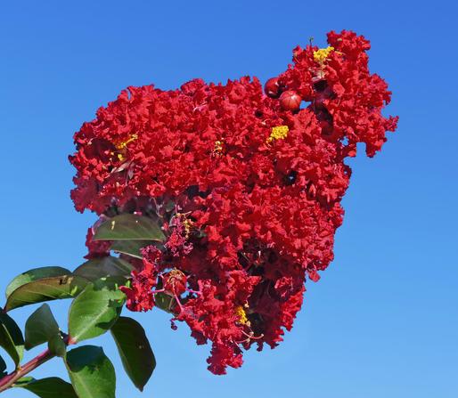 Vivid red crepe myrtle flowers.