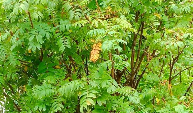 One gold leaf on a green rowan tree.