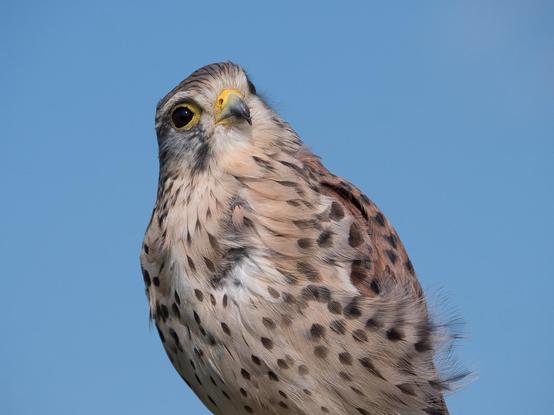 Ein Turmfalken-Portrait vor blauem Himmel, die Falkendame schaut scheinbar verschmitzt direkt in die Kamera