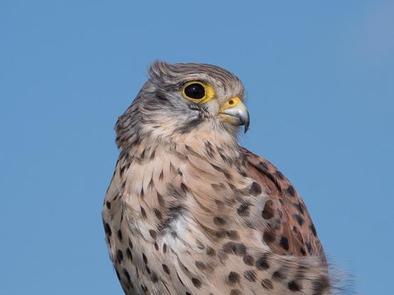 Ein Turmfalken-Portrait vor blauem Himmel,