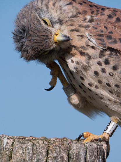 Ein Turmfalken-Portrait vor blauem Himmel,  die Falken-Dame katzt sich mit der Kralle hinter dem Ohr