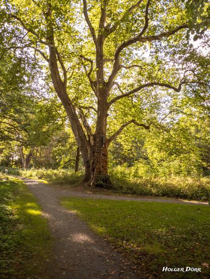 Ein alter Baum mit weit ausladenden Ästen steht an einem geschwungenen Weg im Schlosspark Laubach. Sonnenlicht fällt durch das Blätterdach und taucht die Szene in ein warmes, goldenes Leuchten – ein ruhiger, fast märchenhafter Moment.