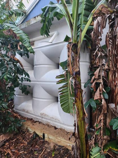 A white slimline water tank amongst banana palms at the side of a house.