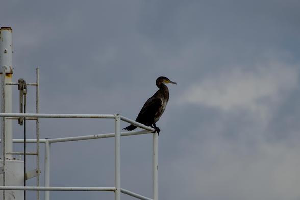 Great cormorant (Phalacrocorax carbo) sitting on a white metal construction, looking out towards the docks with a cloudy grey sky in the background.
