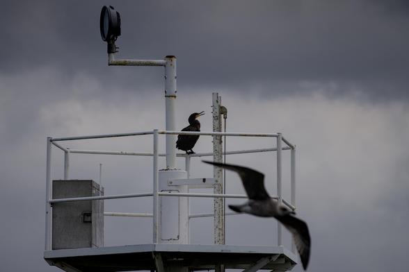 Great cormorant (Phalacrocorax carbo) sitting on a white metal construction which houses a big lamp fixture and situated atop a pillar in the docks. A juvenile gull flies in front of the structure slightly out of focus. The sky is cloudy and grey.