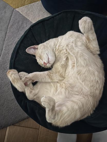 Turnip, a strawberry blonde cat, snoozes with his belly exposed and not a care in the world 