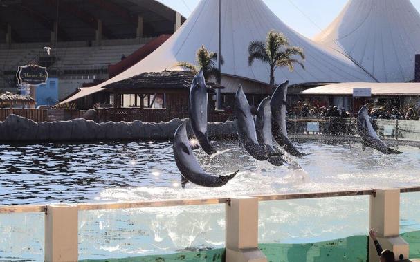 L’objectif est que les dauphins accueillis dans le Loir-et Cher puissent être traités correctement avant de partir les uns après les autres en mer.