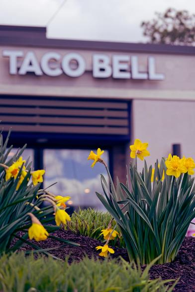 Two bunches of daffodils on brown much with a patch of grass in front and one behind and a restaurant with the sky reflected in the window and a white sign TACO BELL at the top with probably a power line and a bit of a tree in the background