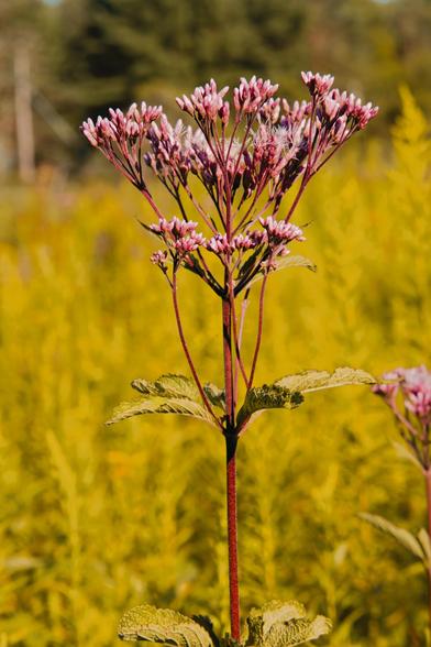 A single stem rises up from the bottom center and bifurcates multiple times into little purple pods,  with a cluster of four leaves at the bottom of the frame and another halfway up;  behind it blurred out goldenrod in a subdued shade of green isn't yet blooming and there seems to be a power pole with guy wires and some evergreen trees