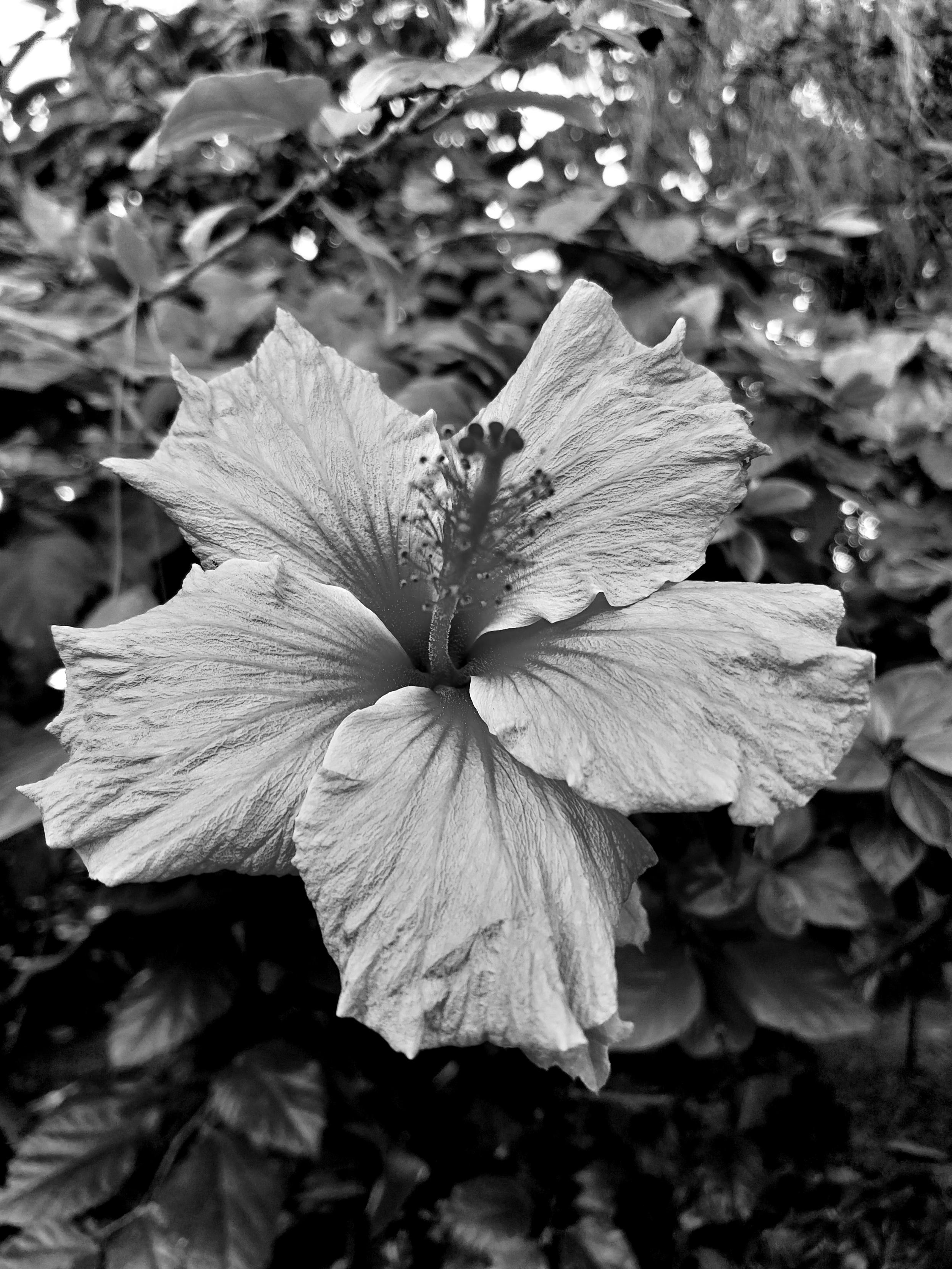 In der Bildmitte der Schwarz-Weiß Fotografie sieht man die 5 gewellten Außenblätter der Hibiskus-Blüte, aus deren Zentrum der behaarte Blütenstempel senkrecht aufsteigt. Unscharf im Hintergrund erkennt man Blattwerk In der Bildmitte der Schwarz-Weiß Fotografie sieht man die 5 gewellten Außenblätter der Hibiskus-Blüte, aus deren Zentrum der behaarte Blütenstempel senkrecht aufsteigt. Unscharf im Hintergrund erkennt man Blattwerk