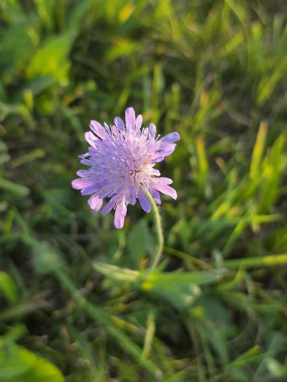 Blass-violette Blüte der Acker-Witwenblume