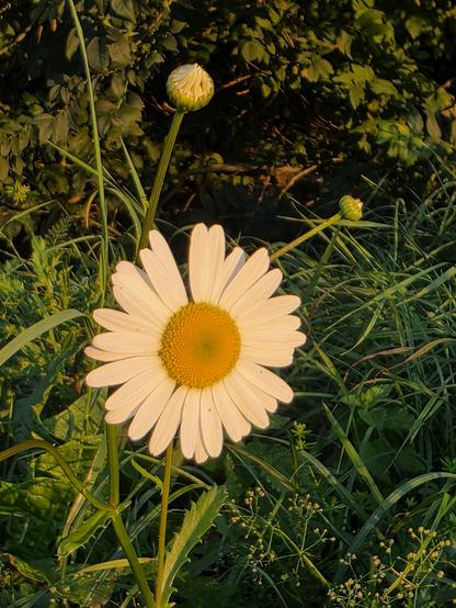 Die Blüte der weißen Fettwiesen-Margerite leuchtet in der Abendsonne gelblich