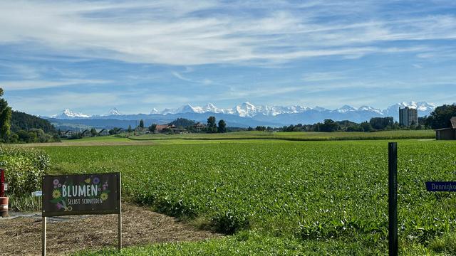 Die schneebedeckten Berner Alpen unter einem azurfarbenen Himmel mit vielen Schleierwolken. Im Vordergrund Grüne Felder und Wiesen, sowie ein Holzschild mit Aufschrift «Blumen selbst Schneiden».
