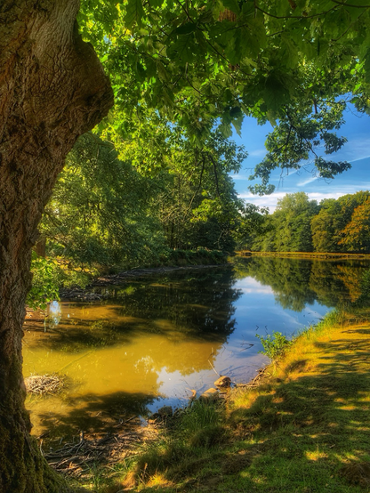 View over a small lake surrounded by trees
