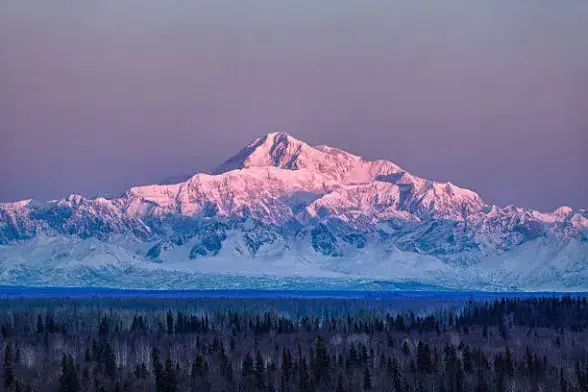 A majestic view of Denali (Mount McKinley) at sunset, bathed in soft pink and purple hues. The massive snow-covered peak dominates the Alaskan skyline, with jagged ridges and glaciers flowing down its sides. Below, a dark evergreen forest stretches across the foreground, contrasting with the glowing pastel sky and the icy mountain. The scene feels both serene and immense—capturing Denali’s raw, frozen power as twilight sets in.