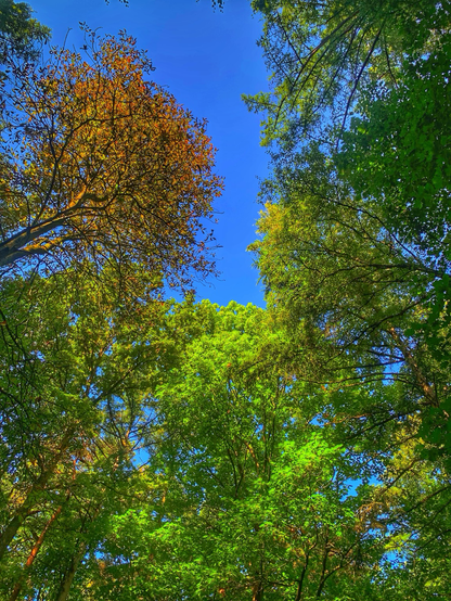 Blue sky between the tree crown
