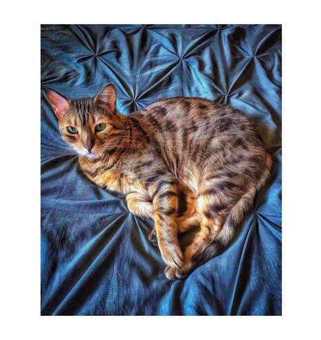 A relaxed bengal cat Neko lies curled up on a teal blue, textured duvet. Neko’s has green eyes and an alert yet calm expression as he enjoys Caturday.